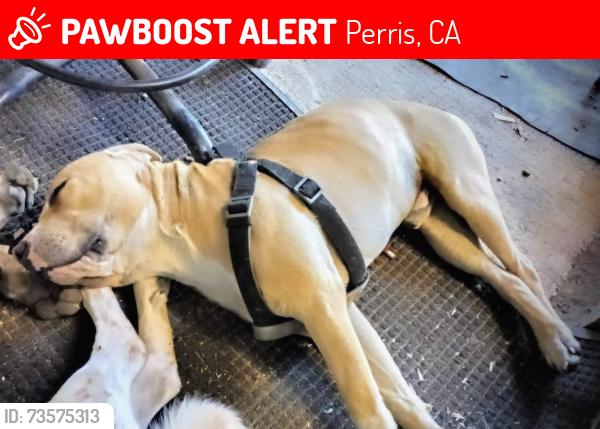 Lost Male Dog last seen Greenwald, Perris, CA 92570