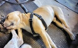 Lost Male Dog last seen Greenwald, Perris, CA 92570