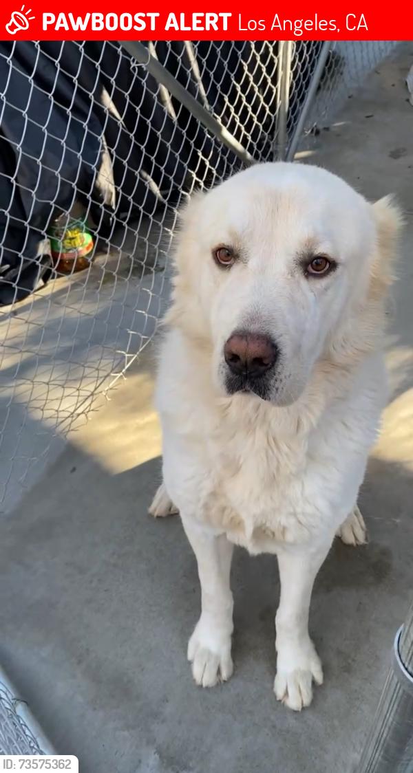 Lost Male Dog last seen Imperial and vaness, Los Angeles, CA 90047