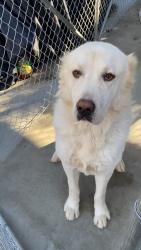 Lost Male Dog last seen Imperial and vaness, Los Angeles, CA 90047