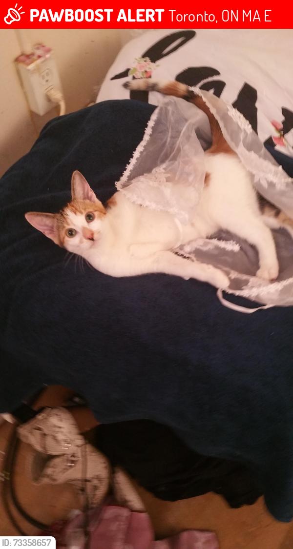 Lost Female Cat last seen River st 220 oak st, Toronto, ON M5A 2E1