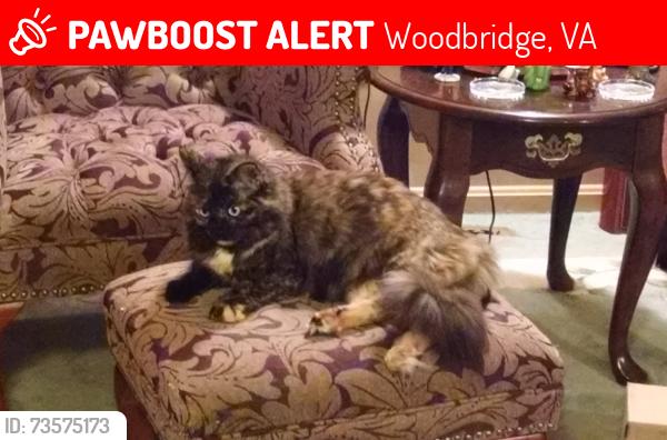 Lost Female Cat last seen Old Bridge rd, Woodbridge, VA 22192