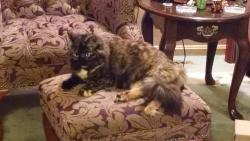 Lost Female Cat last seen Old Bridge rd, Woodbridge, VA 22192