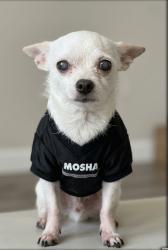 Lost Male Dog last seen Park ave and Star Gazer Ln, Forest Hill, TX 76140