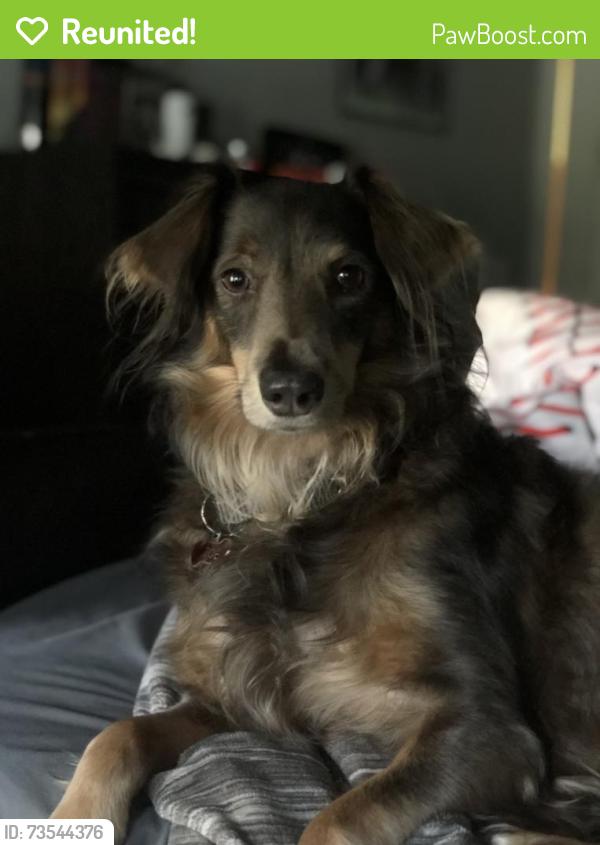 Reunited Female Dog last seen Buchanan high school track, Clovis, CA 93619