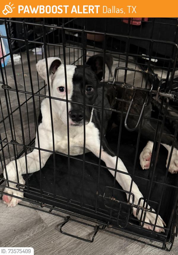 Found/Stray Unknown Dog last seen Forest and Audelia road, Dallas, TX 75243