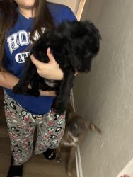 Reunited Female Dog last seen Marks and Dakota, Fresno, CA 93705