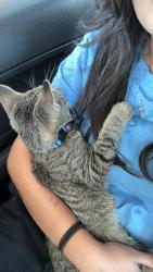 Reunited Male Cat last seen Boydscreek, Boyds Creek, TN 37876