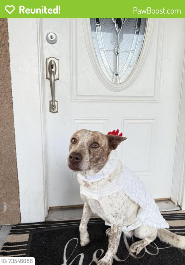 Reunited Female Dog last seen Riverside & Herndon, Fresno, CA 93722