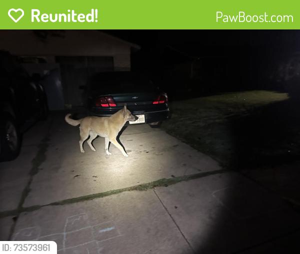 Reunited Male Dog last seen S heights street Crowley tx, Crowley, TX 76036