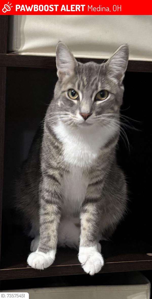Lost Male Cat last seen Near Ryan Road, Medina, OH 44256