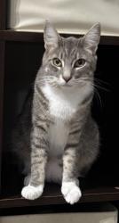 Lost Male Cat last seen Near Ryan Road, Medina, OH 44256