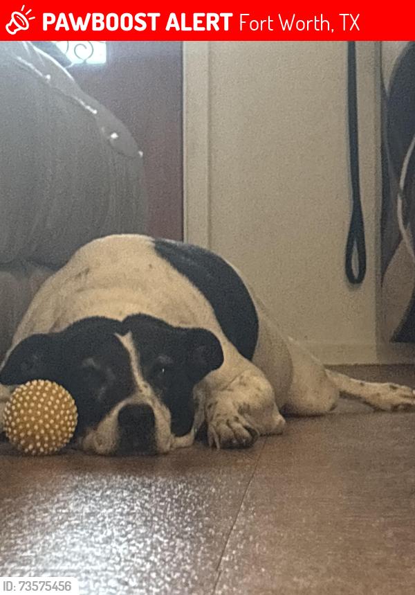 Lost Female Dog last seen Our hse, Fort Worth, TX 76110