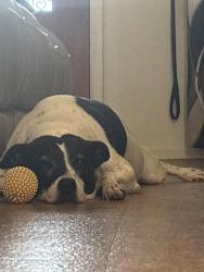 Lost Female Dog last seen Our hse, Fort Worth, TX 76110