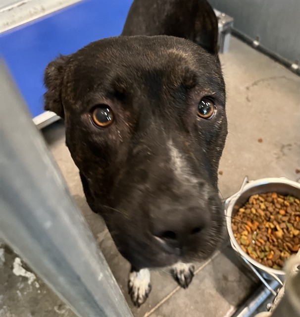 Shelter Stray Male Dog last seen EMERALDA ISLAND RD LEESBURG, 12280 County Rd 448, Tavares, FL 32778, USA