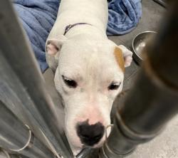Shelter Stray Female Dog last seen CR 48/470 & S QUARTERS RD OKAHUMPKA, 12280 County Rd 448, Tavares, FL 32778, USA