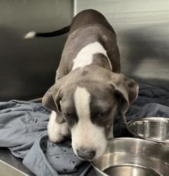 Shelter Stray Female Dog last seen CR 48/470 & S QUARTERS RD OKAHUMPKA, 12280 County Rd 448, Tavares, FL 32778, USA