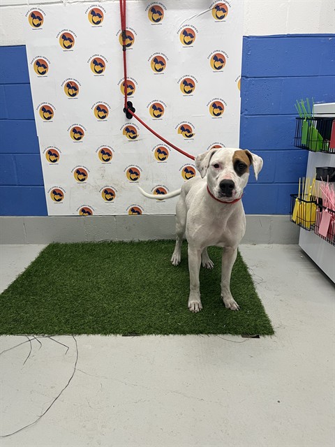 Shelter Stray Female Dog last seen BOLTON AVE, 19640 Dogpatch Ln, Land O' Lakes, FL 34638, USA