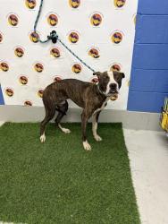 Shelter Stray Male Dog last seen ARTIFACT DR, 19640 Dogpatch Ln, Land O' Lakes, FL 34638, USA