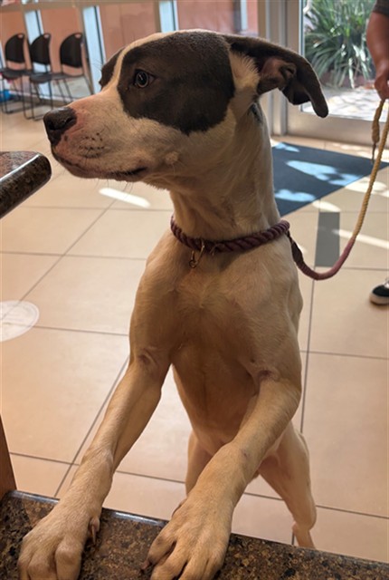 Shelter Stray Male Dog last seen SR 54 / VILLIAGE LAKES SHOPPING CENTER DR, 19640 Dogpatch Ln, Land O' Lakes, FL 34638, USA