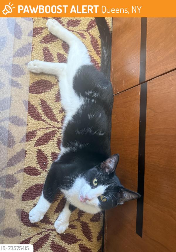 Found/Stray Male Cat last seen Northern Boulevard in 1 93rd St., Flushing, Queens, NY 11358