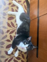 Found/Stray Male Cat last seen Northern Boulevard in 1 93rd St., Flushing, Queens, NY 11358
