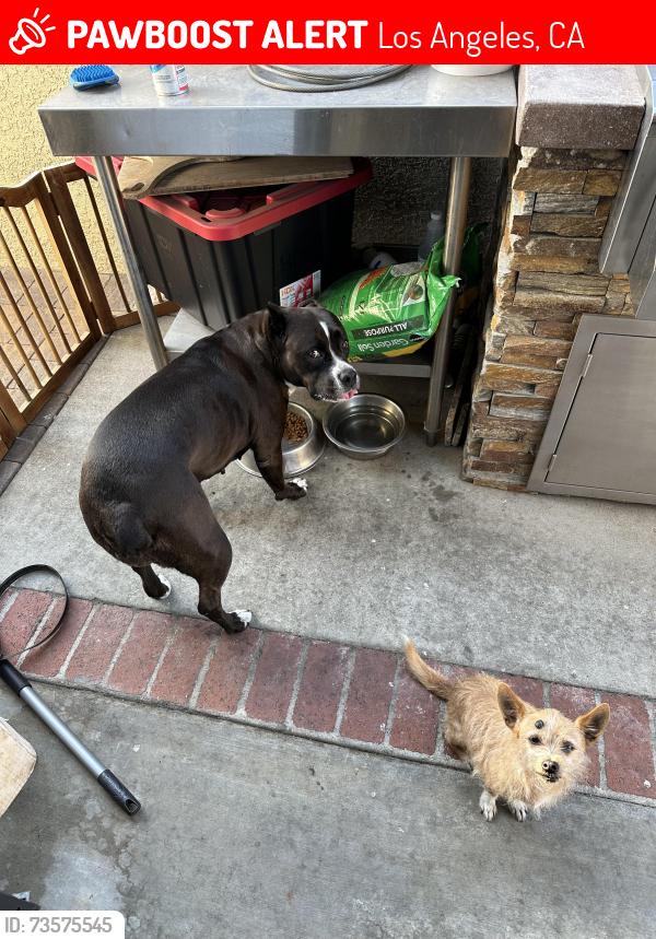 Lost Unknown Dog last seen Marine Ave & Pacific Coast Hwy, Los Angeles, CA 90744
