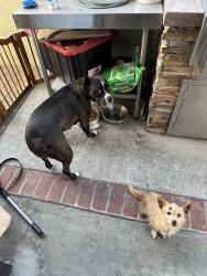 Lost Unknown Dog last seen Marine Ave & Pacific Coast Hwy, Los Angeles, CA 90744