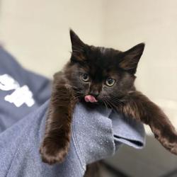 Shelter Stray Female Cat last seen Near hillview ave, Knox County GP, TN, 3201 Division St, Knoxville, TN 37919, USA