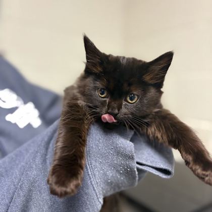 Shelter Stray Female Cat last seen Near hillview ave, Knox County GP, TN, 3201 Division St, Knoxville, TN 37919, USA