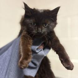 Shelter Stray Female Cat last seen Near hillview ave, Knox County GP, TN, 3201 Division St, Knoxville, TN 37919, USA