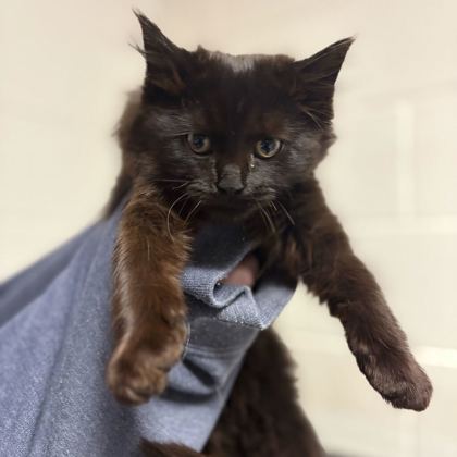 Shelter Stray Female Cat last seen Near hillview ave, Knox County GP, TN, 3201 Division St, Knoxville, TN 37919, USA