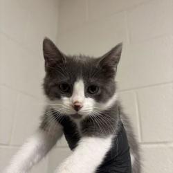 Shelter Stray Male Cat last seen Near dogwen rd, Knox County GP, TN, 3201 Division St, Knoxville, TN 37919, USA