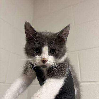 Shelter Stray Male Cat last seen Near dogwen rd, Knox County GP, TN, 3201 Division St, Knoxville, TN 37919, USA