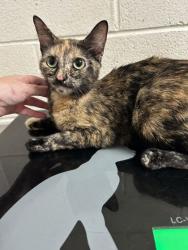 Shelter Stray Female Cat last seen Near Gaston Ave, City of Knoxville ASO, TN, 3201 Division St, Knoxville, TN 37919, USA