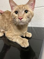Shelter Stray Male Cat last seen Near Gaston Ave, City of Knoxville ASO, TN, 3201 Division St, Knoxville, TN 37919, USA