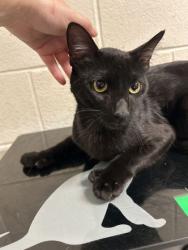 Shelter Stray Male Cat last seen Near Gaston Ave, City of Knoxville ASO, TN, 3201 Division St, Knoxville, TN 37919, USA