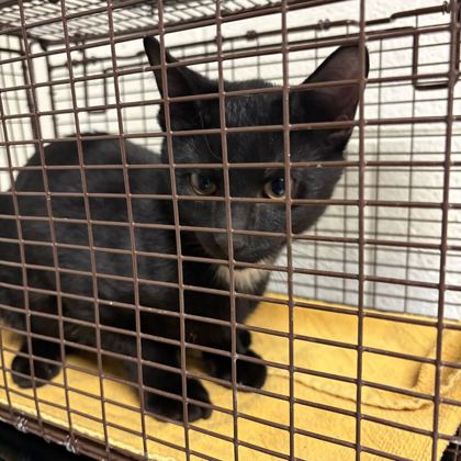 Shelter Stray Male Cat last seen Near robin ben ln, Knox County GP, TN, 3201 Division St, Knoxville, TN 37919, USA