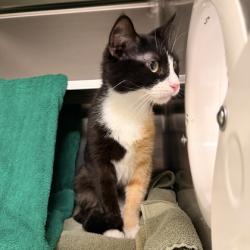 Shelter Stray Female Cat last seen County Rd CH, Iowa County, WI, 5132 Voges Rd, Madison, WI 53718, USA