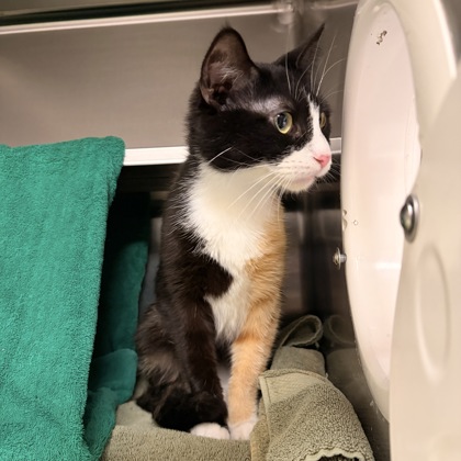 Shelter Stray Female Cat last seen County Rd CH, Iowa County, WI, 5132 Voges Rd, Madison, WI 53718, USA