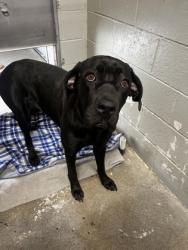 Shelter Stray Female Dog last seen Ribier and Folsom, Rancho Cordova,, 6201 Florin Perkins Rd, Sacramento, CA 95828, USA
