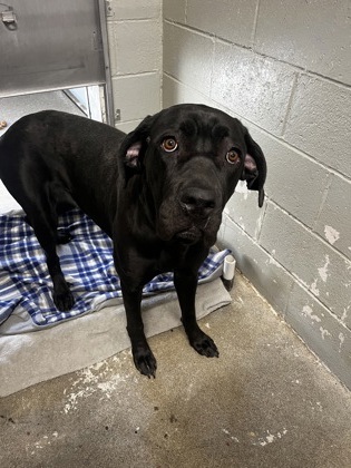 Shelter Stray Female Dog last seen Ribier and Folsom, Rancho Cordova,, 6201 Florin Perkins Rd, Sacramento, CA 95828, USA