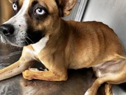 Shelter Stray Female Dog last seen Near landwoods ct unit 606, East District, TX, 355 Hillshire Dr, Haslet, TX 76052, USA