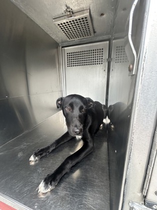Shelter Stray Female Dog last seen Near JENSON CIR, East District, TX, 355 Hillshire Dr, Haslet, TX 76052, USA