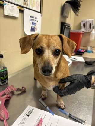 Shelter Stray Female Dog last seen Larson Park - Arlington AVe, City of Yakima, WA, 2405 W Birchfield Rd, Yakima, WA 98901, USA