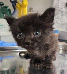 Shelter Stray Male Cat last seen W Bullard Ave & N Briarwood Ave, Fresno Zone Fresno CO 2 93711, CA, 1510 W Dan Ronquillo Dr, Fresno, CA 93706, USA