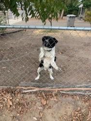 Shelter Stray Male Dog last seen E Clinton Ave & N Backer Ave, Fresno Zone Fresno CO 2 93703, CA, 1510 W Dan Ronquillo Dr, Fresno, CA 93706, USA