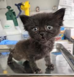 Shelter Stray Male Cat last seen W Bullard Ave & N Briarwood Ave, Fresno Zone Fresno CO 2 93711, CA, 1510 W Dan Ronquillo Dr, Fresno, CA 93706, USA