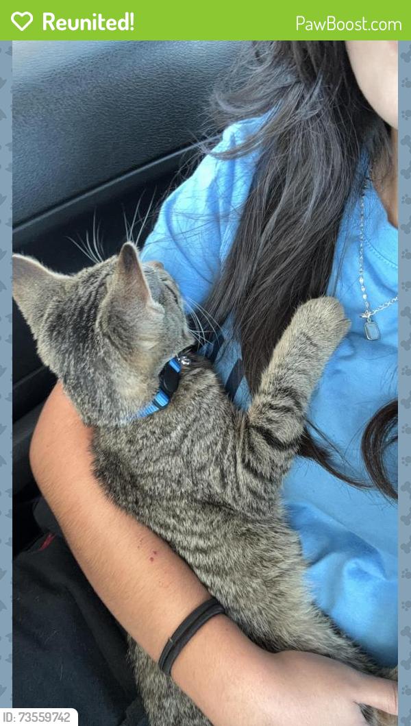 Reunited Male Cat last seen Boydscreek, Boyds Creek, TN 37876