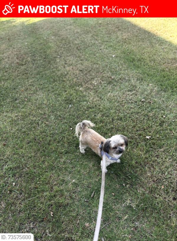Lost Male Dog last seen N college st McKinney Texas 75069, McKinney, TX 75069